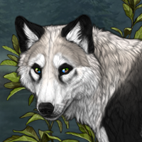 Magpie Headshot