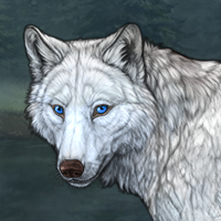 Wolf Headshot