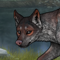 Grey fox Headshot
