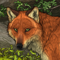 Foxfire Headshot