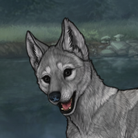 Graypup Headshot