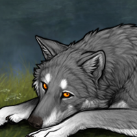 Wolf Headshot