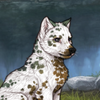 Sell Dalmatian NIB male Headshot