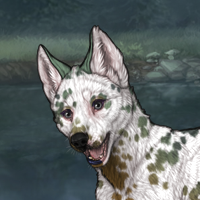 Sell Dalmatian NIB male Headshot