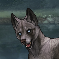 Husky Skarn Chase Headshot