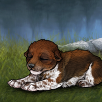 New Runt Puppy Headshot