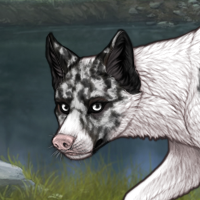 Spdagi piebald Headshot