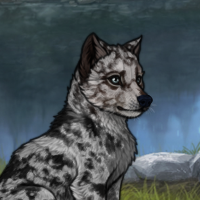 black merle steele blue Headshot