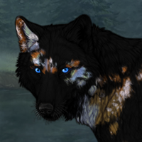 Appaloosa Headshot