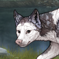 Lilac Frontal Piebald 4M Headshot