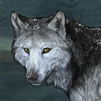 Wolf Headshot