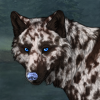 🪬blue eye liver merle Headshot