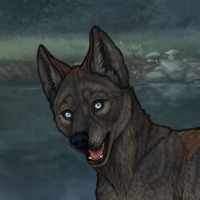 4M T2 Husky Headshot