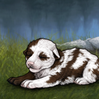 adoptable piebald 1/8 Headshot