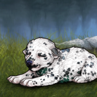 NIB G6 Dalmatian Headshot