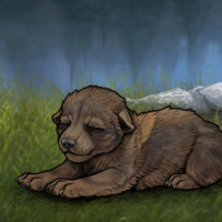 New Puppy Headshot