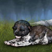 Piebald: Zerdava Headshot