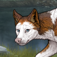 Piebald: Frontal Headshot