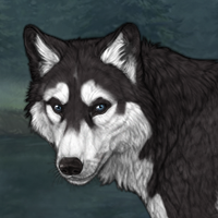 Husky Headshot