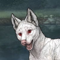 Piebald: Frontal Headshot