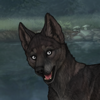 Enclave Pup Headshot