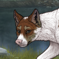 Piebald Biewer Headshot