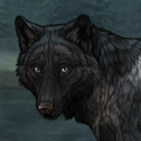 Wolf Headshot