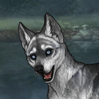 Striped flint husky Headshot