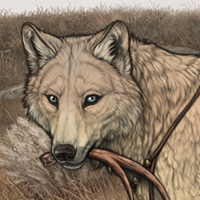 Wolf Headshot