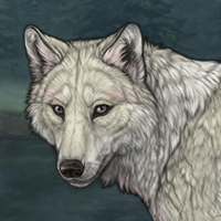 ◇ White wolf ◇ Headshot