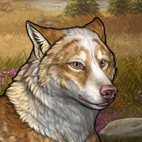 Wolf Headshot