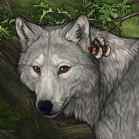 Wolf Headshot