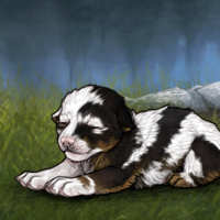 New Runt Puppy Headshot