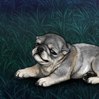 Silver Brachycephaly Headshot