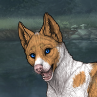 Piebald Biewer Headshot