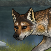 saffron wolf Headshot