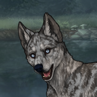 DAMN IT ITS BLACK MERLE Headshot