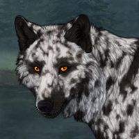 Nightchill Dalmation Headshot