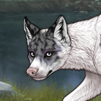 Spdagi piebald Headshot