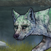 x4 Lunar/White Merle Headshot