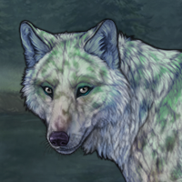 x4 Lunar/White Merle Headshot