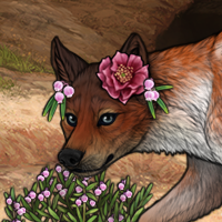 Kohana Headshot
