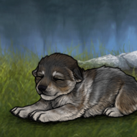 New Puppy Headshot