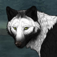 Wolf Headshot