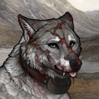 Wolf Headshot