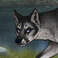 Husky Argent Headshot