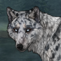 Blue/husky/2xMerle Headshot