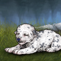 G2 T1 Dalmatian Headshot