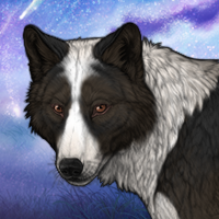 Kappa Collie Headshot