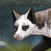 torn piebald Headshot